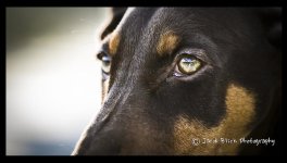 carolinacloseupeye.jpg