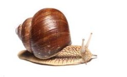 snail.jpeg