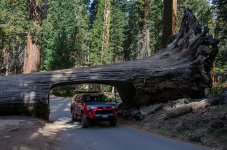 TruckSequoia3.jpg TruckSequoia3.jpg