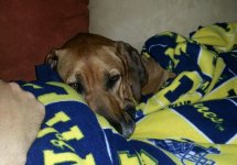 Siege 20140912 cuddle w Doug.jpg