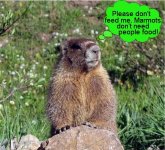 marmot.jpg