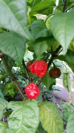 carolinareaper.jpg