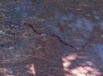 Coral snake.jpg
