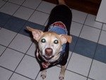 1.1 bad hd dog.jpg