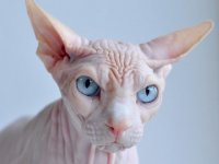 sphynx.jpg