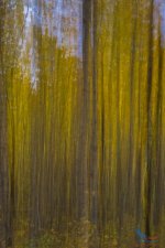 2014-CO-FallFoliage-052.jpg