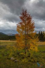2014-CO-FallFoliage-098.jpg