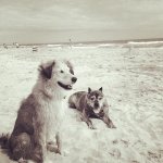 2014 Carolina beach dog pic.jpg