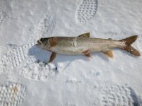 ltrout1.jpg
