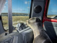WindowSeal.jpg