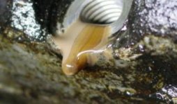 coolant in oil.jpg