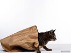 Cat's Out of the Bag-tm.jpg