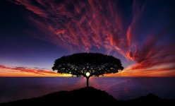 sunset tree.jpg