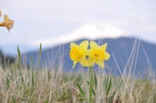 DSC_1921.jpg