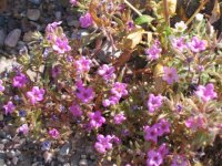 purple_flowers 1.jpg