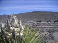 joshua tree.jpg