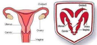 femalereproductiveanatomyasmodelforthedodgeramtruckemblem.jpg