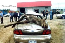 pr011206moose2.jpg