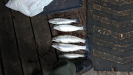 20150717_190532[1].jpg