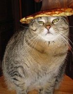 flapcat.jpg
