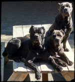 dogs.jpg