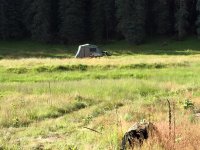 Kamparoo in the field III.jpg