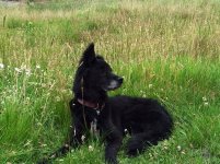 Riley in the grass.jpg
