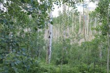 IMG_3108small.jpg