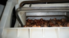 oh nuts 3.jpg