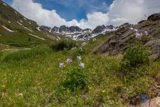 AmericanBasinWildflowers_July2015-058.jpg