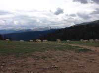 IMG_4247.jpg