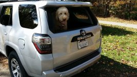pups4runner.jpg