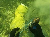 Lobster Catch.jpg