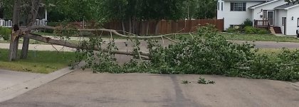 tree cropped.jpg