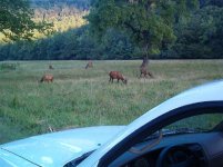 elk 2.jpg