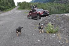 Glacier pups.jpg Glacier pups.jpg