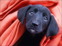 puppy-dog-eyes.jpeg