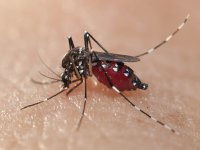 dt_151124_aedes_aegypti_mosquito_800x600.jpg