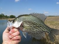 Crappie- Fish (2).JPG