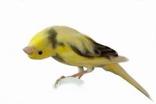 island_canary_1.jpg