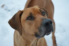 Siege 20150106 snow 1.jpg
