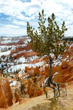 bryce lone tree.jpg