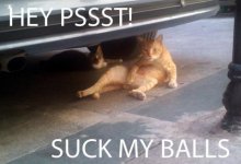 Cat-Suck-My-Balls.jpg Cat-Suck-My-Balls.jpg