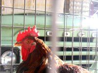 chickentax-d7243a40a3e28589acc929761d7df9a4dae23ef3-s800-c85.jpg