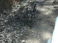 baby emus.jpg