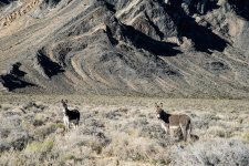 17-Burros.jpg 17-Burros.jpg