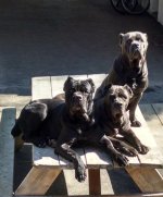 pups.jpg