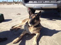 12_Beach Dogs.jpg