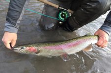 Fish Fest Steel.jpg