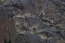 Deschutes Ram.jpg